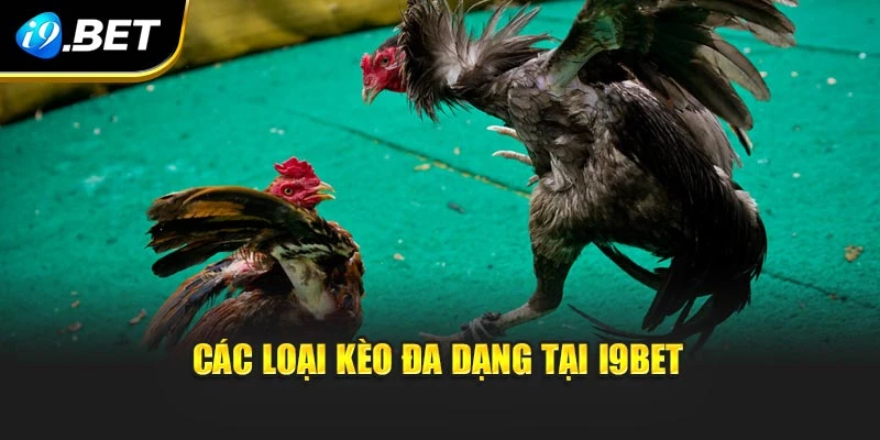 Các loại kèo đa dạng tại I9BET