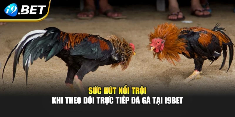Sức hút nổi trội khi theo dõi trực tiếp đá gà tại I9BET